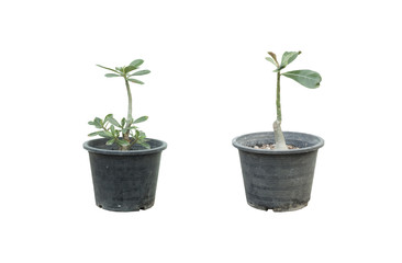Fototapeta premium Small Adenium tree in the pot on white background.