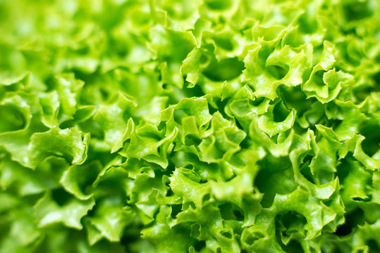 salad leaf lollo biondo