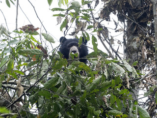 Spectacled bear, Tremarctos ornatus, is fed on a tree in the mountain foggy forest of Maquipucuna, Ecuador - Powered by Adobe