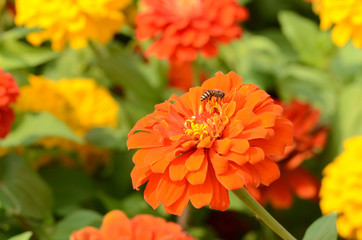Zinnia in the park.