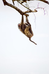 Isolated baboon sitting on a stone in the savannah of Masai Mara Park in Kenya