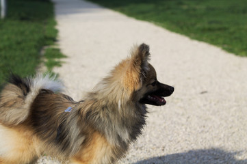 Obraz na płótnie Canvas Dog at the park