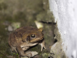 Toad, Bufo. ssp. in the mountain foggy forest Maquipucuna, Ecuador