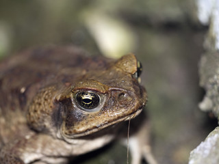 Toad, Bufo. ssp. in the mountain foggy forest Maquipucuna, Ecuador