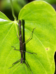 Insects on the mountain foggy forest of Maquipucuna, Ecuador