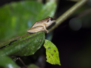 Frog of the genus Rana in the mountain foggy forest of Maquipucuna, Ecuador
