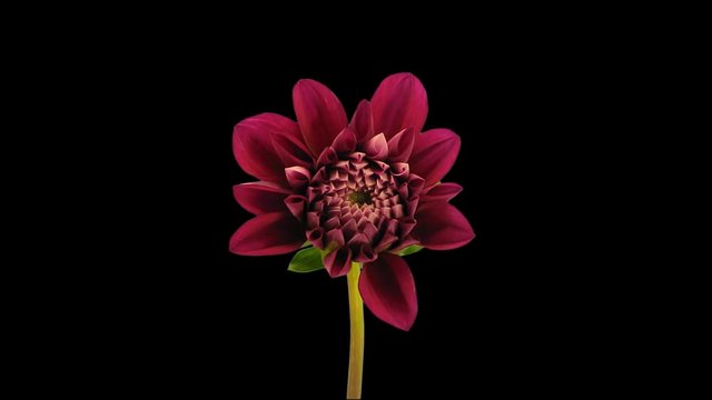 Time-lapse of opening red dahlia flower 9x1 in PNG+ format with ALPHA transparency channel isolated on black background