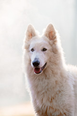 Obraz premium Dog of breed White Swiss Shepherd in the forest