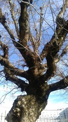 naked tree with architectural shape