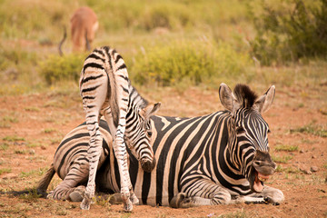 Fototapeta na wymiar Burchell’s zebra mare lying down with her foal nudging her for a drink 