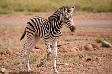 Fototapeta na wymiar Burchell’s zebra foal walking to catch up to the main herd