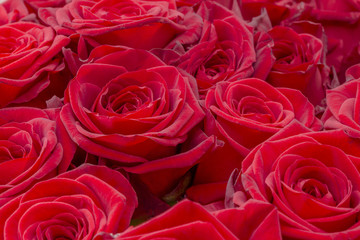 Closeup of a fresh red rose. Big bunch of red roses. Rose flower pattern.