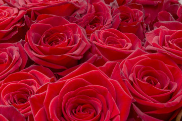 Closeup of a fresh red rose. Big bunch of red roses. Rose flower pattern.