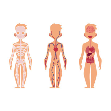 Vector flat structure of the human body, anatomy - male, internal organs, nervous, bloodstream circulatory, cardiovascular system. Isolated illustration on a white background.