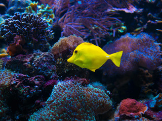Fototapeta premium Close-up yellow bright small fish swimming in aquarium.