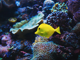 Fototapeta na wymiar Close-up yellow bright small fish swimming in aquarium.