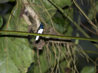 Hummingbird in the mountain foggy forest of Maquipucuna, Ecuador