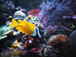 Fototapeta na wymiar Close-up yellow bright small fish swimming in aquarium.