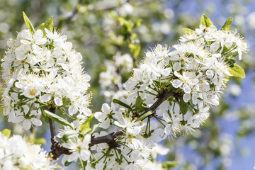 Spring flowers series: Close-up of a Cherry Plum tree.