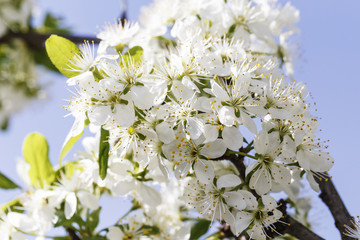 Spring flowers series: Close-up of a Cherry Plum tree.