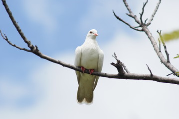 white dove and blue sky