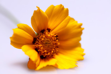 Blühendes Mädchenauge