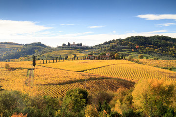 Tuscan vineyard landscape in autumn with cypresses and yellow leaves, Italy