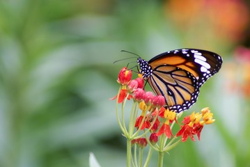 butterfly and flower in the nature