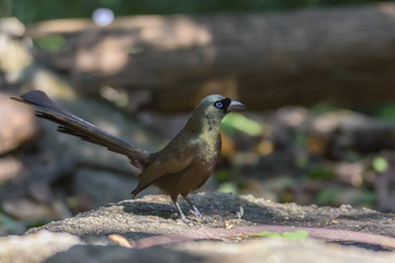 Racket-tailed treepie perching on the rock in the forest , Thailand