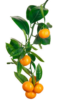 tangerines on branch isolated on white