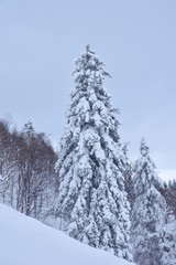 冬の北海道・富良野の雪景色