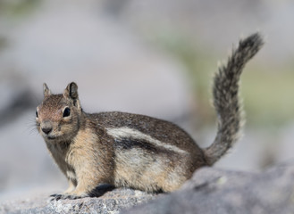 Small Ground Squirrel