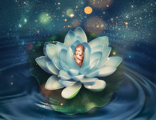 newborn baby inside the lily flower © BazziBa