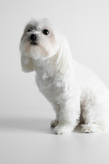 Maltese dog on a white background.