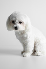 Maltese dog on a white background.