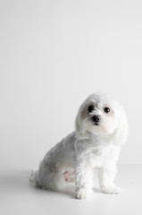 Maltese dog on a white background.