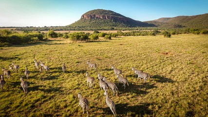 Zebras running on the African plains