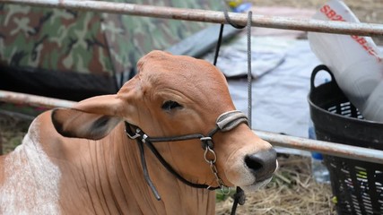 Good Breed cow brahman