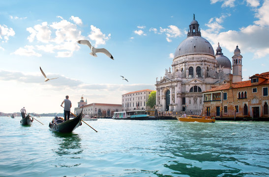Fototapeta Gulls over Grand Canal