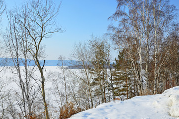 Winter forest on the banks of the Angara river in winter in sunny day