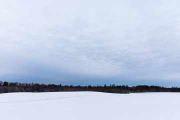Beautiful view of winter landscape with blue sky, black forest and white ground. Puka, Estonia.