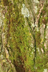 Colorful moss texture on a tree trunk