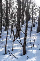 Sunset at the forest that covered with snow.