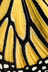 Fototapeta premium Wing pattern of monarch butterfly