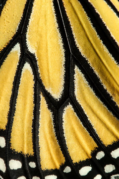 Wing pattern of monarch butterfly