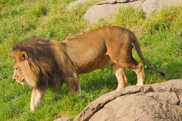 male Lion taking a walk after a meal © Jeffrey Banke