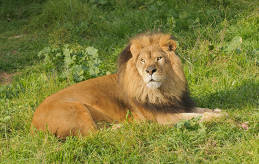 Obraz na płótnie Canvas Lion resting after a meal