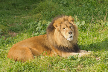 Lion resting after a meal