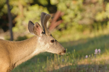 Naklejka premium Closeup of a Blacktail buck (odocoilus hemionus) in velvet