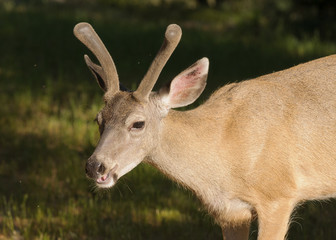 Closeup of a Blacktail buck (odocoilus hemionus) in velvet